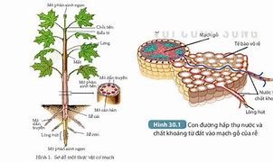 Thực Vật Tại Trung Á Âu